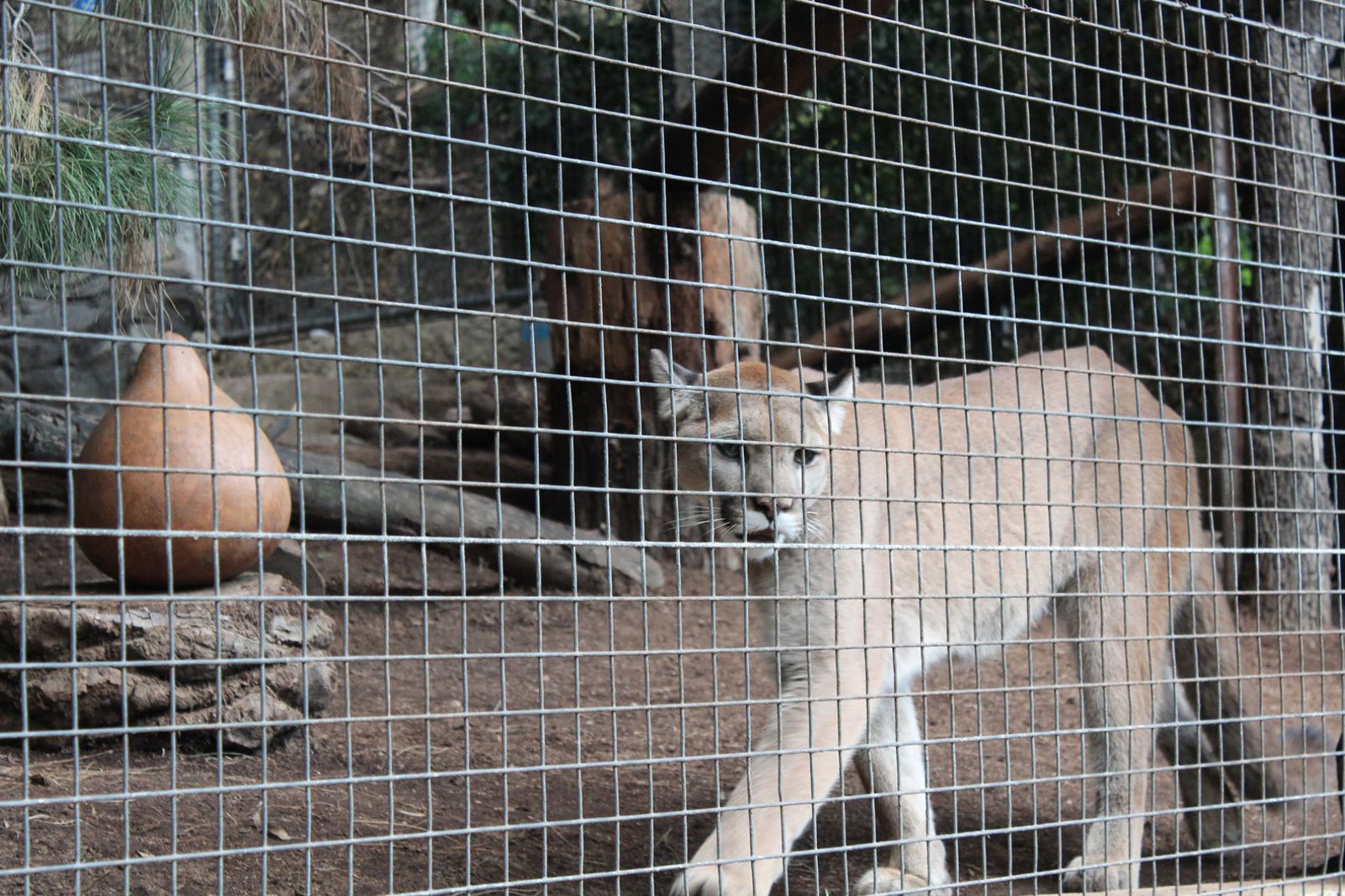 San Diego Zoo Part II 203